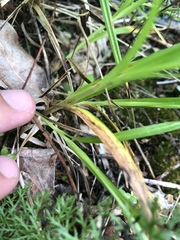 Carex cephalophora