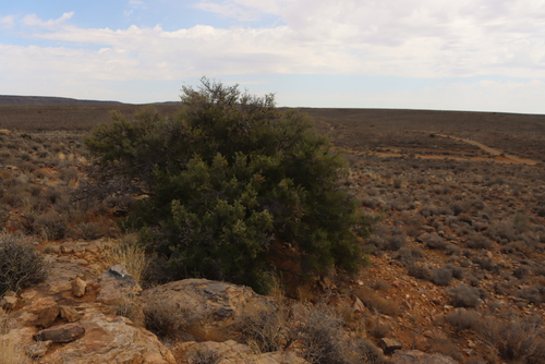 Image of Searsia burchellii by (c) Tony Rebelo, some rights reserved (CC BY-SA)