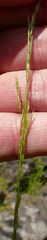 Deschampsia elongata
