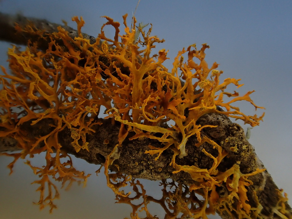 Polycauliona pollinarioides