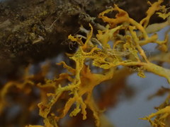 Polycauliona pollinarioides
