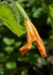 Clinopodium mimuloides