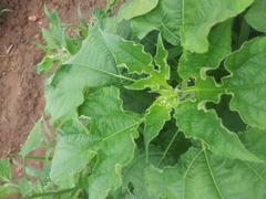 Tithonia rotundifolia