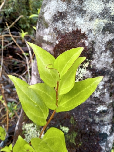 Griselinia racemosa (Griselinia racemosa)