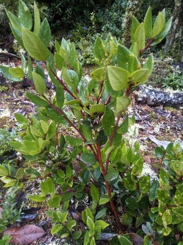 Image of Gaultheria insana by (c) Daniela Colleoni Villagrán, some rights reserved (CC BY)