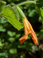 Clinopodium mimuloides