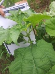 Tithonia rotundifolia