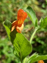 Clinopodium mimuloides