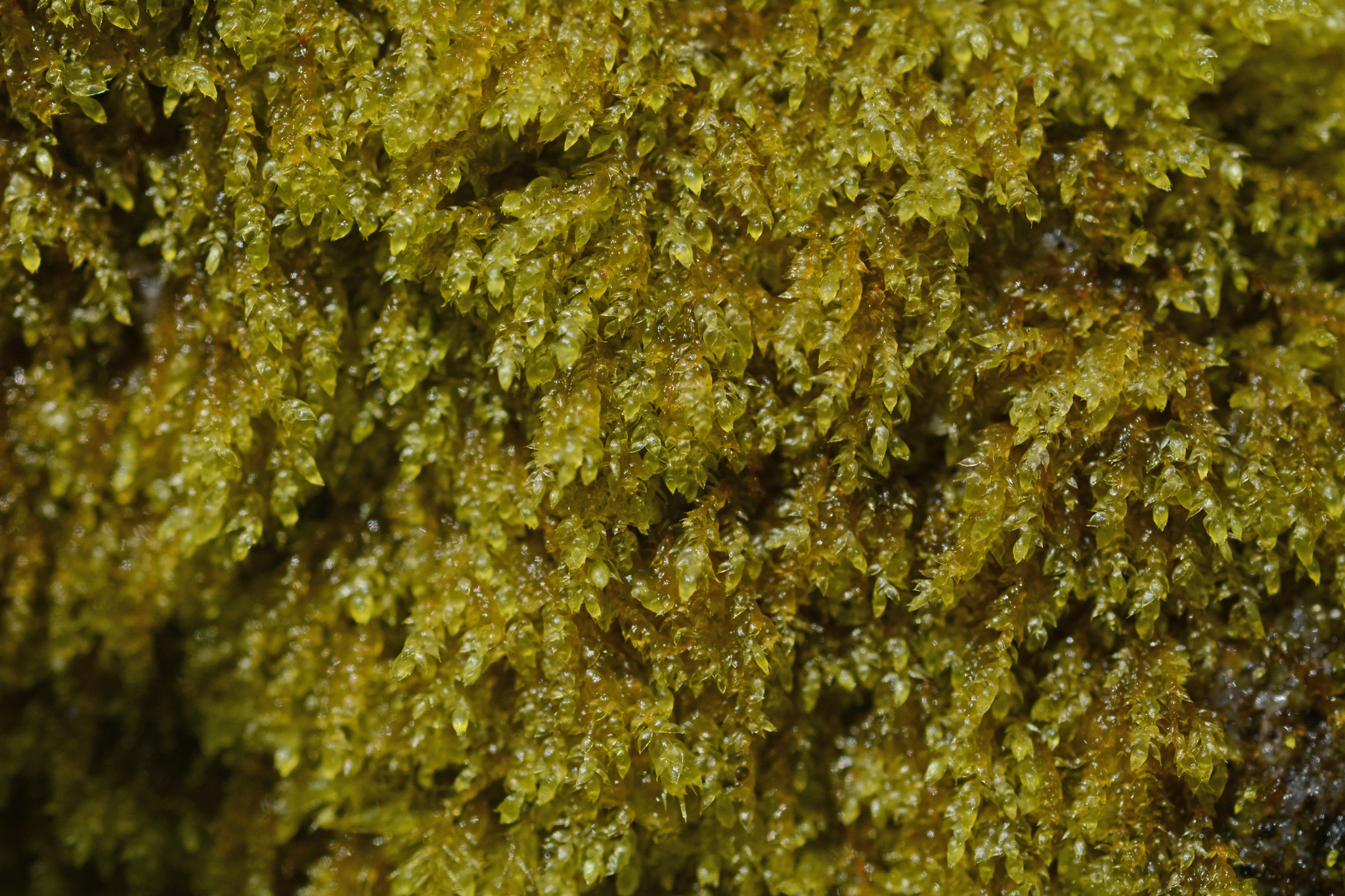Hageniella