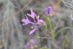 Clarkia pulchella