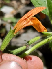 Clinopodium mimuloides