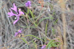Clarkia pulchella