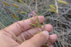 Clarkia pulchella