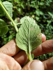 Clinopodium mimuloides