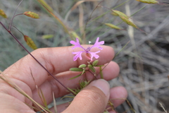 Clarkia pulchella