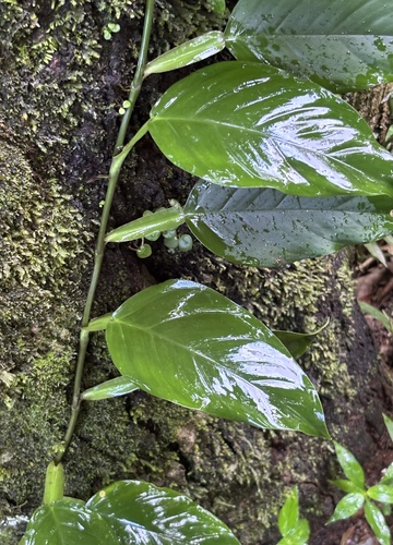 Philodendron rudgeanum, photograph 1