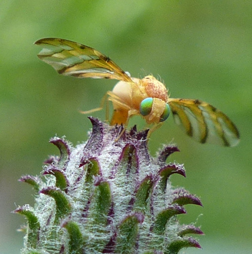 Tomoplagia obliqua · iNaturalist