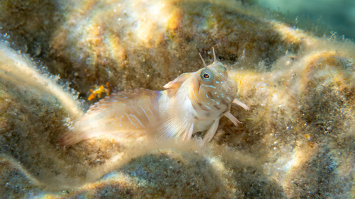 Photo of Sphynx blenny (Aidablennius sphynx)