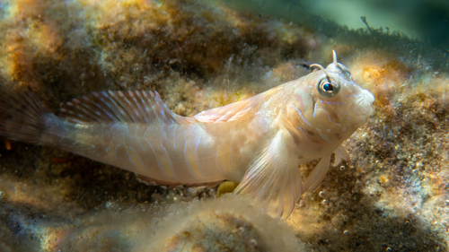 Photo of Sphynx blenny (Aidablennius sphynx)