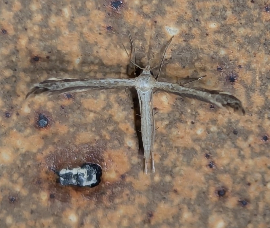Mousy Plume Moth