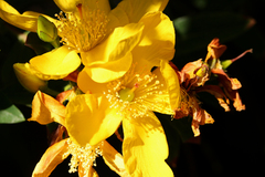 Apis mellifera scutellata