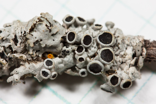 Žvaigždinė žiauberė nuotrauka