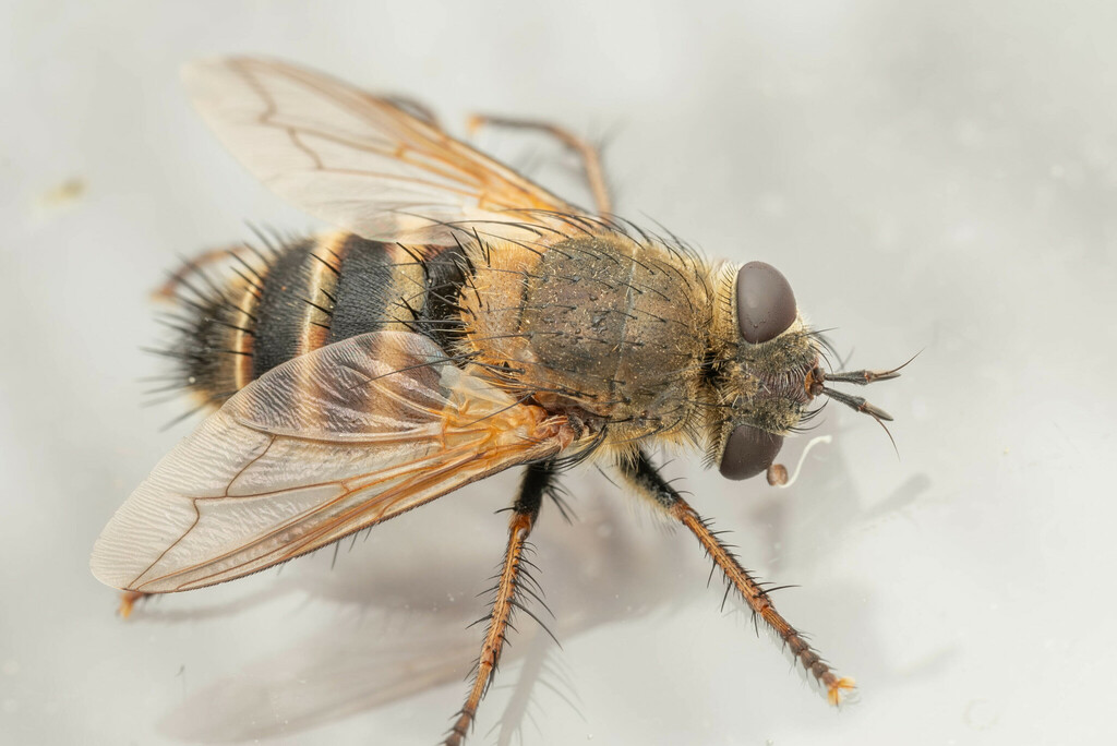 Tachina sobria