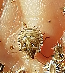 Ancyrosoma leucogrammes