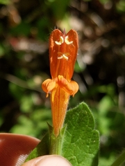 Clinopodium mimuloides