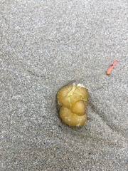 Leathesia marina
