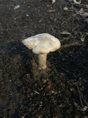 Agaricus