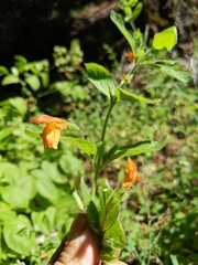 Clinopodium mimuloides