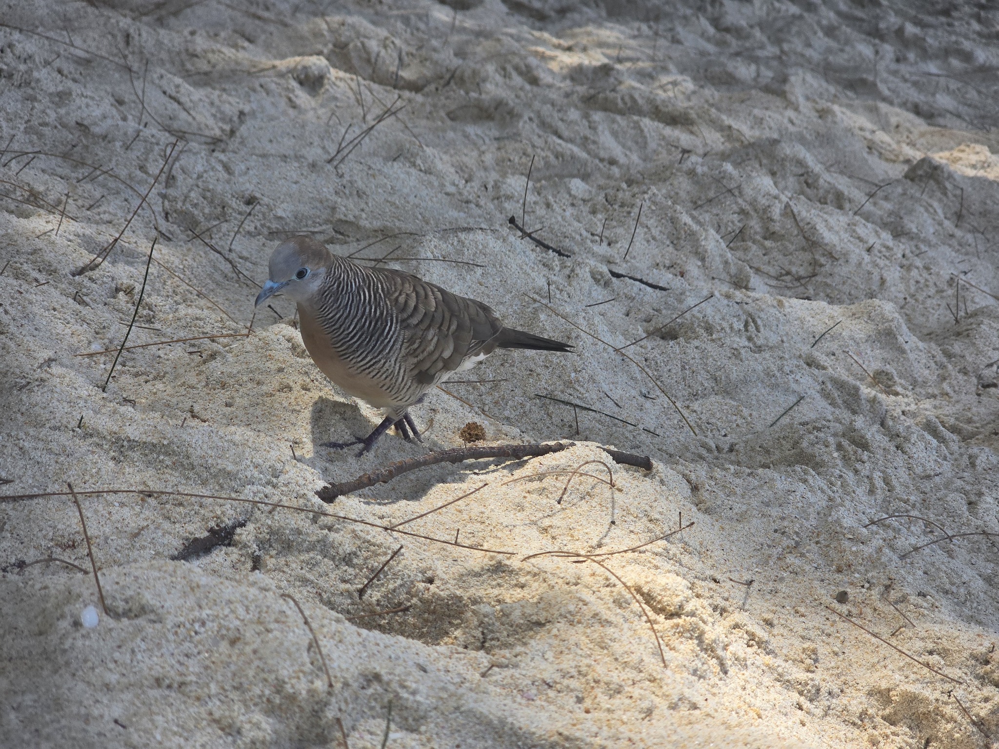 Zebra Dove