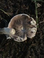 Agaricus