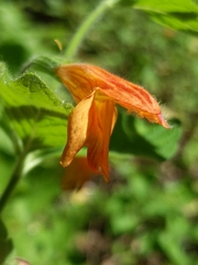 Clinopodium mimuloides