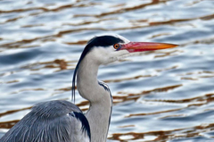 Ardea cinerea