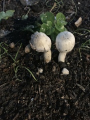 Agaricus