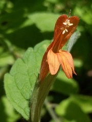 Clinopodium mimuloides