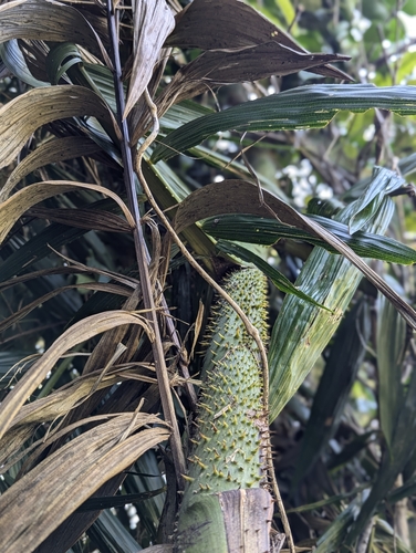 Image of Calamus formosanus by (c) Jay Paroline, some rights reserved (CC BY)