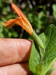 Clinopodium mimuloides