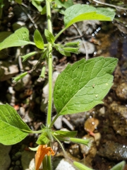 Clinopodium mimuloides