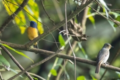 Vivid Niltava photo 3