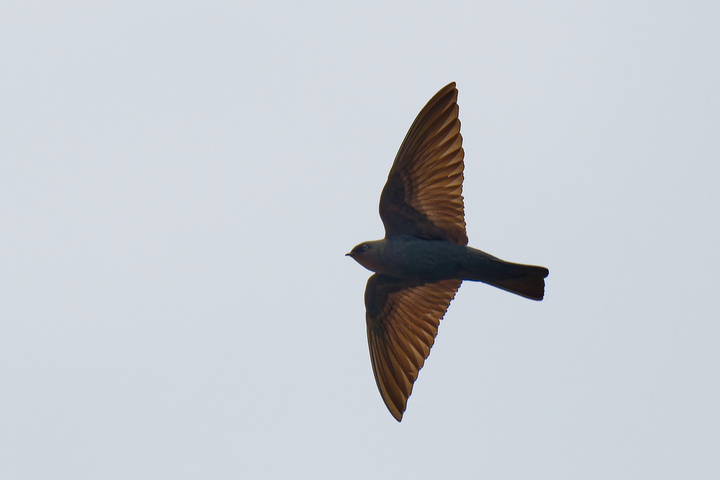Forest Swallow photo