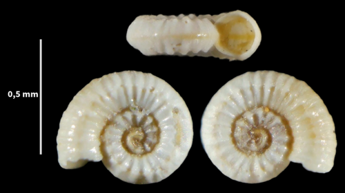 Ammonicera andresi
