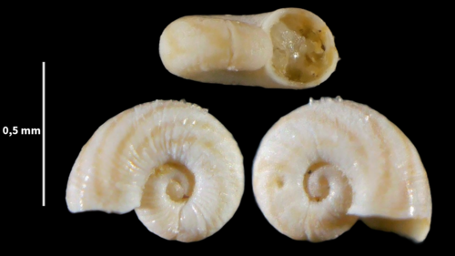 Omalogyra simplex
