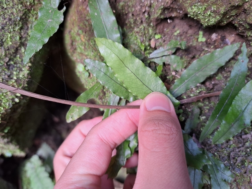 Image of Chestnut-Leaf Colysis Fern (Leptochilus wrightii) by (c) vrxz, some rights reserved (CC BY-SA)