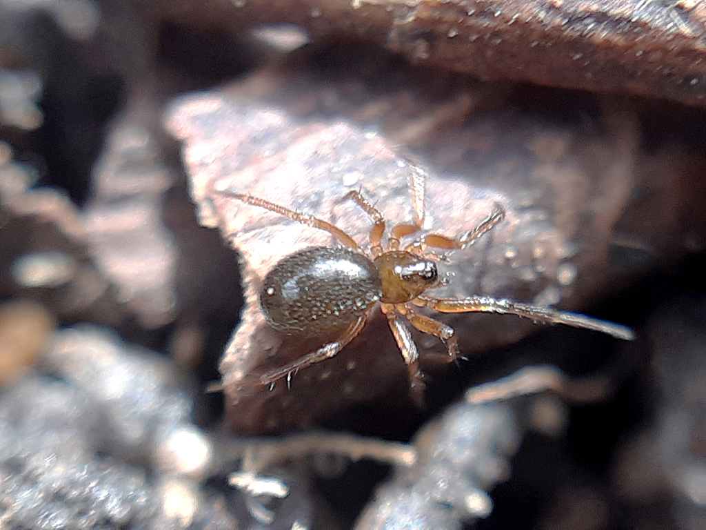 Syedra gracilis