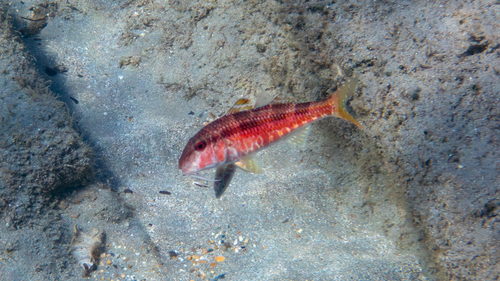 Red mullet (Mullus surmuletus) — Mullidae — 5