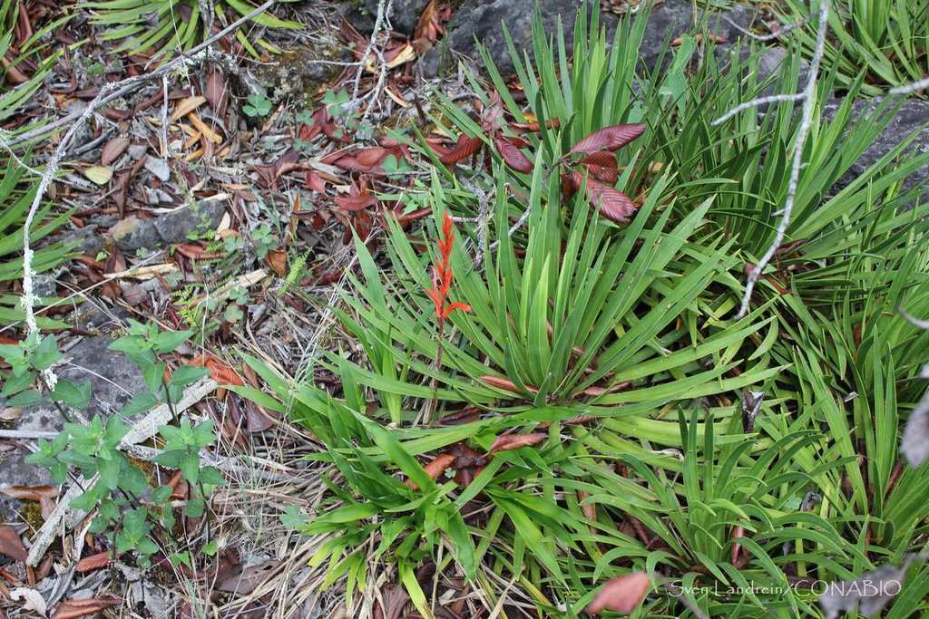 Pitcairnia karwinskyana