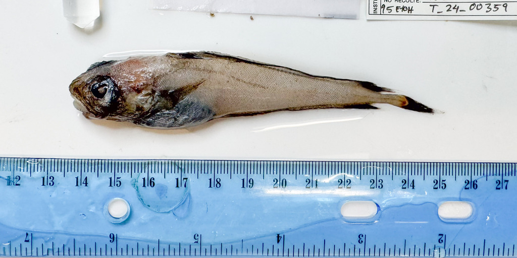 Laemonema melanurum